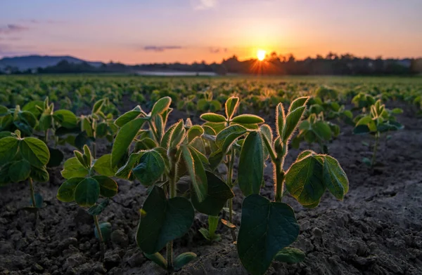 土から成長する若い大豆植物で、暖かい朝の太陽に照らされています — ストック写真