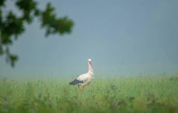 Cigogne blanche dans un champ, à la recherche de nourriture — Photo