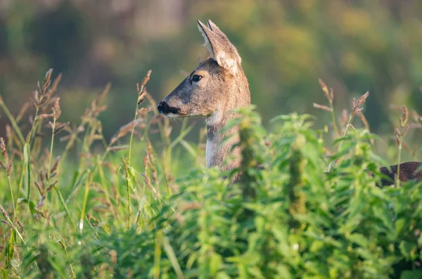 高い草の後ろに隠れている野生の雌のノシカ — ストック写真