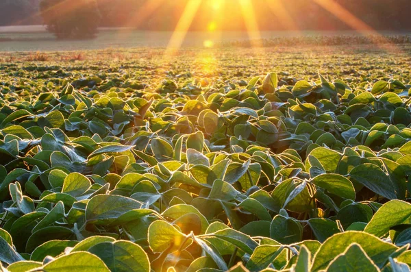 Campo di soia illuminato da travi di luce calda del mattino presto. Agrumi di soia — Foto Stock