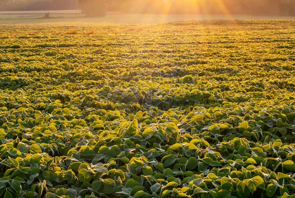 Soja veld verlicht door balken van warme vroege ochtend licht. Soja agricult — Stockfoto