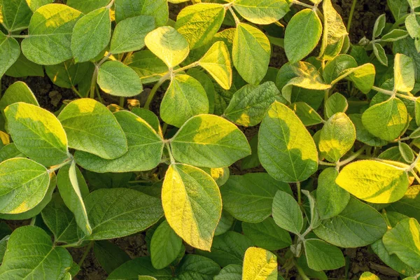 Close-up van jonge soja planten groeien in een veld — Stockfoto