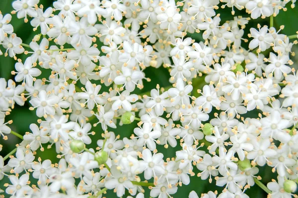 Biały kwiat czarnego bzu (Sambucus nigra) krzew — Zdjęcie stockowe