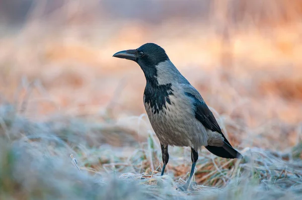 Kapüşonlu karga (Corvus cornix) , bir alanda ayakta — Stok fotoğraf