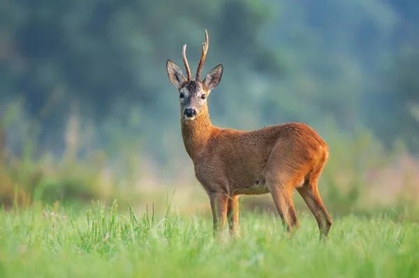 Ciervo salvaje parado en un campo y mirando a la cámara — Foto de Stock