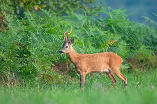 Chevreuil sauvage debout au bord de la forêt — Photo