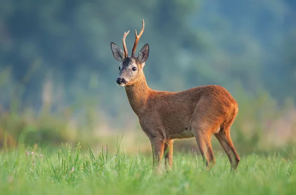 Wild ree staande in een veld Stockfoto