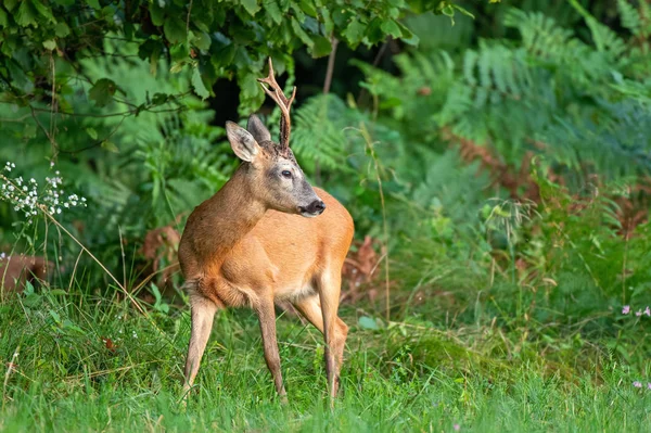 Wilde reeën staan aan de rand van het bos Rechtenvrije Stockfoto's