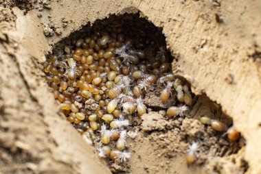 Mole cricket nest in the soil with eggs and hatched nymphs clipart