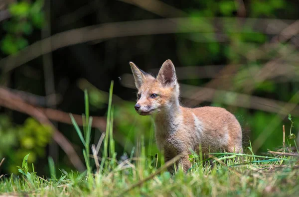 Red Fox Cub Standing Grass — Stock Photo, Image