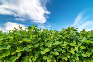 Soya fasulyesi tarlası, yaz mevsiminde mavi gökyüzünün altında büyüyor.
