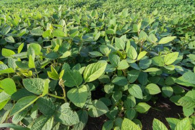 Yaz mevsiminde soya tarlalarını ve soya bitkilerini kapatın.