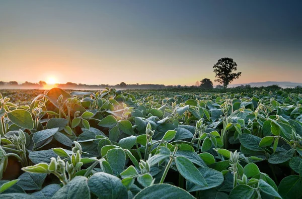 Campo Plantas Soja Iluminado Por Luz Del Sol Temprano Mañana — Foto de Stock