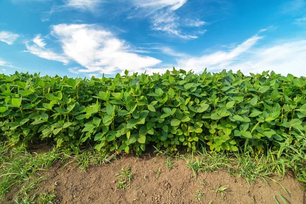 Campo Soia Che Cresce Sotto Cielo Blu Durante Stagione Estiva Foto Stock