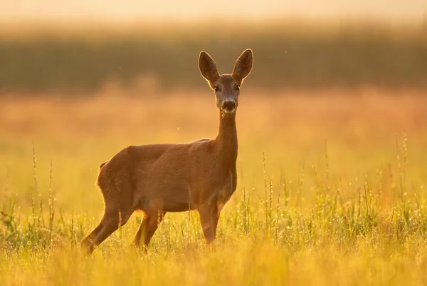 暖かい早朝の日差しに照らされた野生の雌のイエロー鹿 — ストック写真
