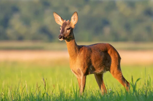 Jonge Reebok Staand Een Veld — Stockfoto