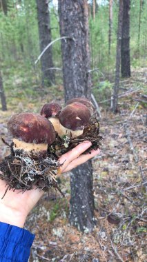 Karelya 'da vahşi orman mantarları