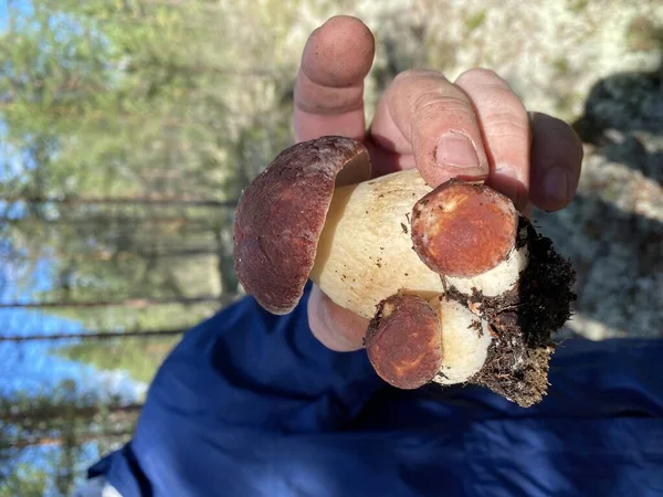 Karelya 'da vahşi orman mantarları