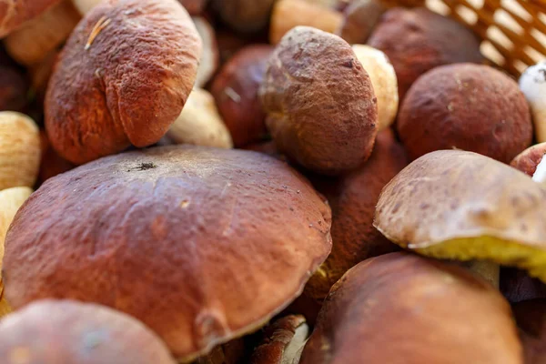 Karelya 'da vahşi orman mantarları