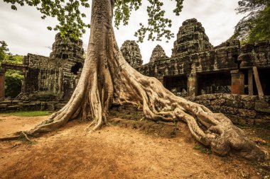 Dev ağaç Ta Prohm tapınak - Cambodi