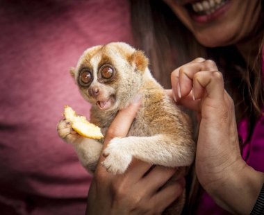 Tayland kayan bir pazarda bir lemur sevişme. Hayvan Turizm Tayland