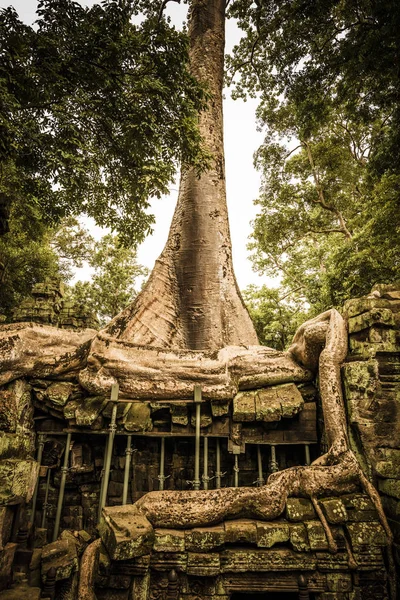 Giant tree in Ta Prohm temple - Cambodi