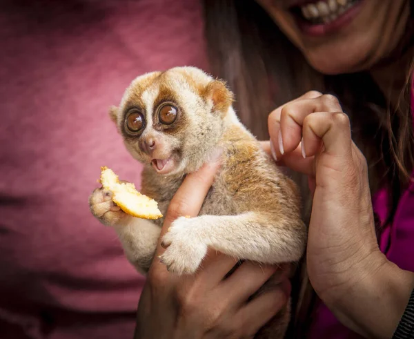 タイの水上マーケットでキツネザルをかわいがること タイ観光 ロイヤリティフリーのストック写真