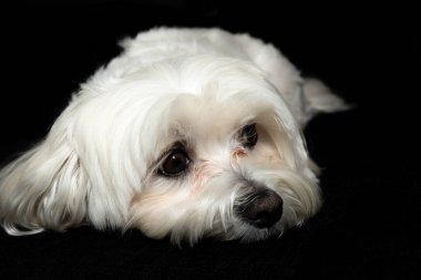 Yerde yatan bir köpeğin portresi