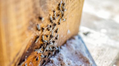 Tahta yüzeyde sürünen bir grup böcek. Bir sivrisinek sürüsü ağaçta yaşar. Sahildeki bir tahta parçasında böcek yuvası. Bir sürü böcek yaklaşıyor..