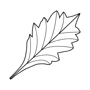 Elle çizilmiş bir ağaç yaprağı resmi. Vektör izole ögesi. 