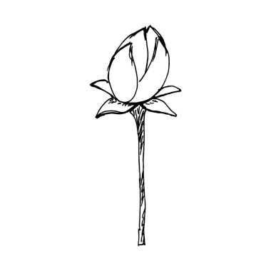 Bir çiçek çizimi. Vektör izole ögesi. 