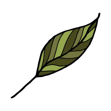 El çizimi yeşil çizgili yaprak. Tasarım için vektör izole öge.