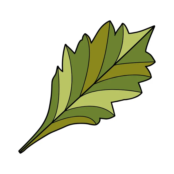 Эскиз Листа Векторный Изолированный Элемент Дизайна Зеленые Оливковые Полосы — стоковый вектор