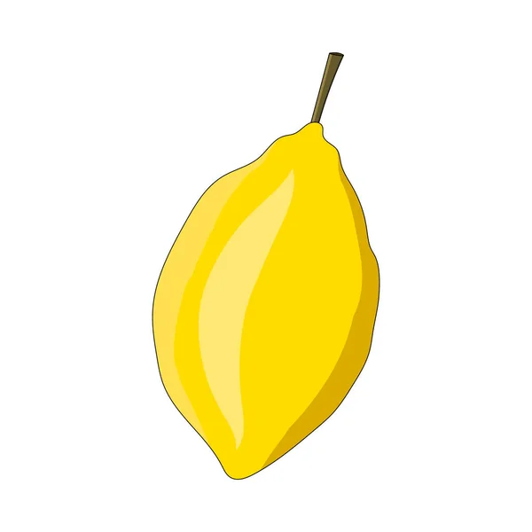 柠檬的素描 杜德尔水果 用于设计的矢量隔离元件 健康食品 — 图库矢量图片