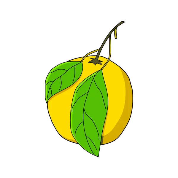 绿叶柠檬 涂鸦的例子 设计的矢量要素 — 图库矢量图片
