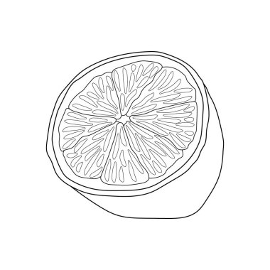 Yarım limon çizimi. Tasarım için vektör ana hatlarını izole eder. Sağlıklı yemek..