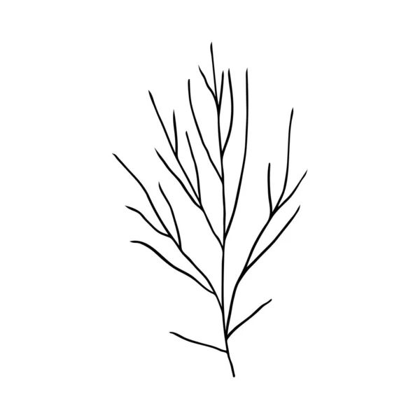 Krzew Gołymi Gałęziami Ręcznie Rysowany Wektor Izolowany Element Konstrukcyjny — Wektor stockowy