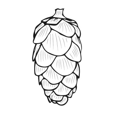 Köknar konisi çizimi. Doodle tarzı. Tasarım için vektör izole öge.