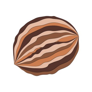 Beyaz arka planda bir ceviz resmi. Tasarım için izole vektör ögesi.