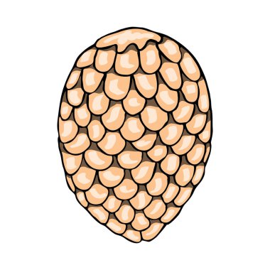 Köknar konisi resmi. Tasarım için vektör izole öge. Çizim illüstrasyonu.