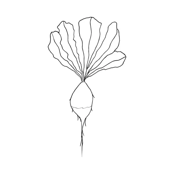 Skizze Eines Rettichs Vektor Umrisse Isoliertes Element Für Design — Stockvektor
