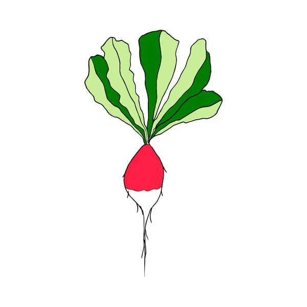 一种带有叶子的萝卜根茎的图像 手绘矢量隔离元件的设计 — 图库矢量图片