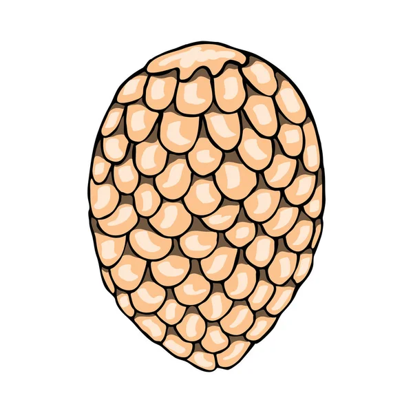 Köknar Konisi Resmi Tasarım Için Vektör Izole Öge Çizim Illüstrasyonu — Stok Vektör