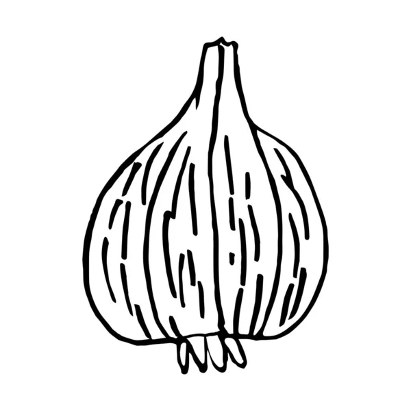 大蒜的素描 设计中的Doodle向量元素 — 图库矢量图片