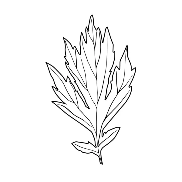 Hoja Aislada Planta Esboza Elemento Vectorial Para Diseño — Vector de stock