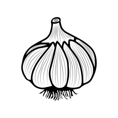Sarımsak eskizi. Sağlıklı sebzeler. Tasarım için vektör resmi.