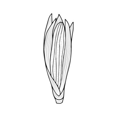 Mısır koçanı çizimi. Sağlıklı sebzeler. Doodle tarzı. Tasarım için vektör izole öge. 