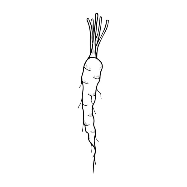Esboço Uma Cenoura Legumes Saudáveis Estilo Doodle Elemento Isolado Vetorial —  Vetores de Stock