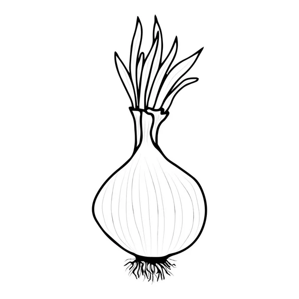 洋葱的素描 健康蔬菜 涂鸦的风格 用于设计的矢量隔离元件 — 图库矢量图片
