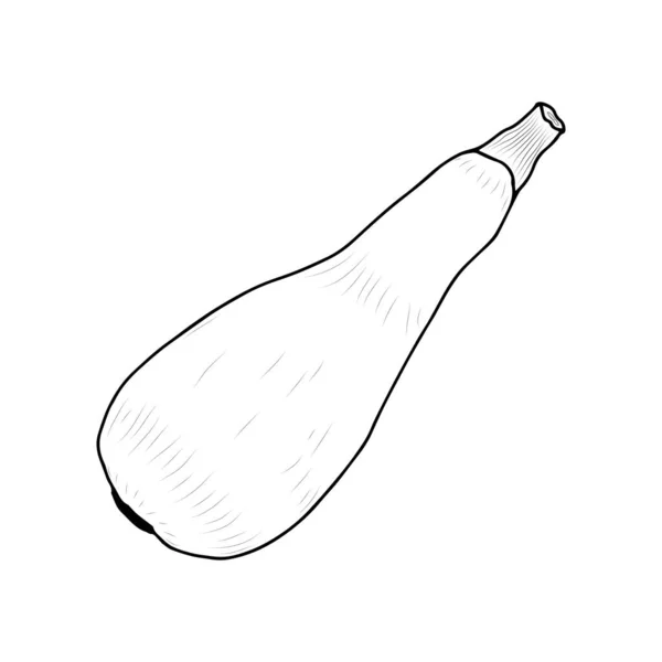 Skizze Eines Zucchini Vector Isolierten Elements Für Das Design Gemüse — Stockvektor